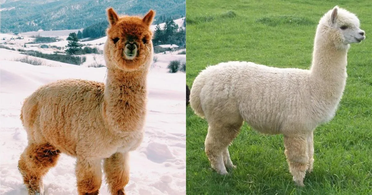 Alpaca