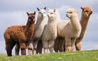 Chiêm ngưỡng loài lạc đà Alpaca siêu đáng yêu