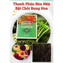 Cây trồng trong chậu Cây trồng chậm Thanh dinh dưỡng Cây trồng trong chậu Cây mọng nước Phân bón cây may mắn Cây xa