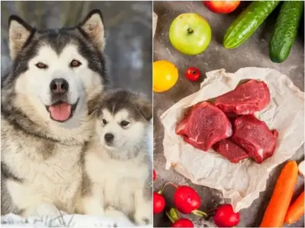 Chó Alaska ăn gì để khỏe mạnh và thông minh?