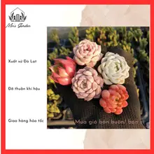[CHỌN MẪU] Sen đá size vỉ mini các loại 🔥Vuờn của Min🔥 xuất xứ Đà Lạt, đã thuần khí hậu