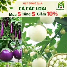Hạt giống CÀ TÍM DÀI, CÀ TÍM TRÒN, CÀ PHÁO - Nảy Mầm Cao, Dễ Trồng, Chất Lượng Tốt