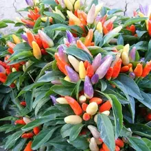 #Hạt_Giống_Ớt_Ngũ_Sắc F1 -- (  mua 5 gói tặng 1 gói )