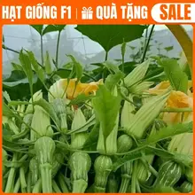 Hạt giống Bí siêu nụ hàng chính hãng - công ty Loại 1