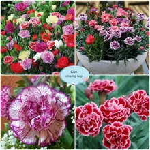 Hạt Giống Hoa Cẩm Chướng Kép Mix Đủ Màu Cực Dễ Nảy Mầm HAGI.SHOP