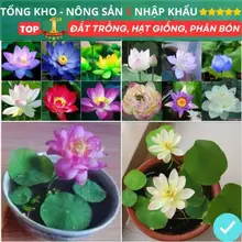 (5 Gói Tặng 1) Hạt Giống Hạt Sen Nhật Mini F1 Đủ Màu Giá Rẻ Đã Cắt Đầu Gói 10 Hạt Dễ Nảy Mầm
