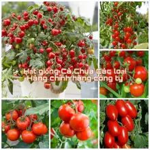 Hạt giống cà chua F1 các loại trồng quanh năm, nảy mầm tốt (hàng công ty)