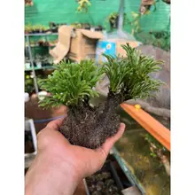 Trường Sinh Thảo( cây bất tử). Bonsai, terrarium, bán cạn. hòn non bộ