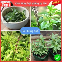 Hạt Giống Húng Quế chủng giống F1 Loại dễ trồng, dễ chăm sóc, kháng sâu bệnh, tỉ lệ nảy mầm cao