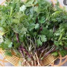 Hạt giốn Mùi Tía (ngò rí) bốn mùa trồng quanh năm HAGI.SHOP