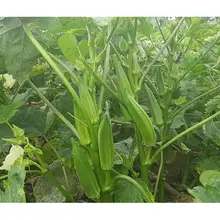 Hạt giống đậu bắp xanh năng suất cao HAGI.SHOP