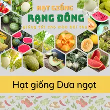 Hạt giống Dưa hấu, Dưa lê, Dưa lưới, Dưa leo - Dây leo ăn quả ngọt trồng quanh năm - Hạt giống Rạng Đông