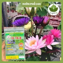 Phân bón chuyên dùng cho cây ngập nước, sen súng 16-16-8 (bổ sung TE) giúp rễ ra nhiều, thân mập