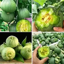 Hạt Giống Dưa Lê Xanh Ăn Siêu Ngon Ngọt, Chịu Nhiệt Tốt, Nảy Mầm Nhanh, Thu Hoạch Sớm, Ít Sâu Bệnh