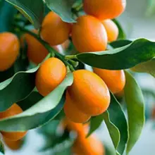Cây giống quất ngọt Thái lùn đã có hoa hoặc quả