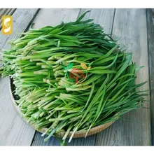 Hạt giống lá hẹ 100 hạt (tặng kèm kích mầm và phân bón)