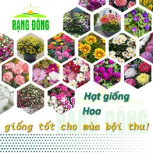 Hạt giống Hoa Trồng Chậu, mùa vụ quanh năm, nhiều màu sắc, nhiều kích thước - Hạt giống Rạng Đông
