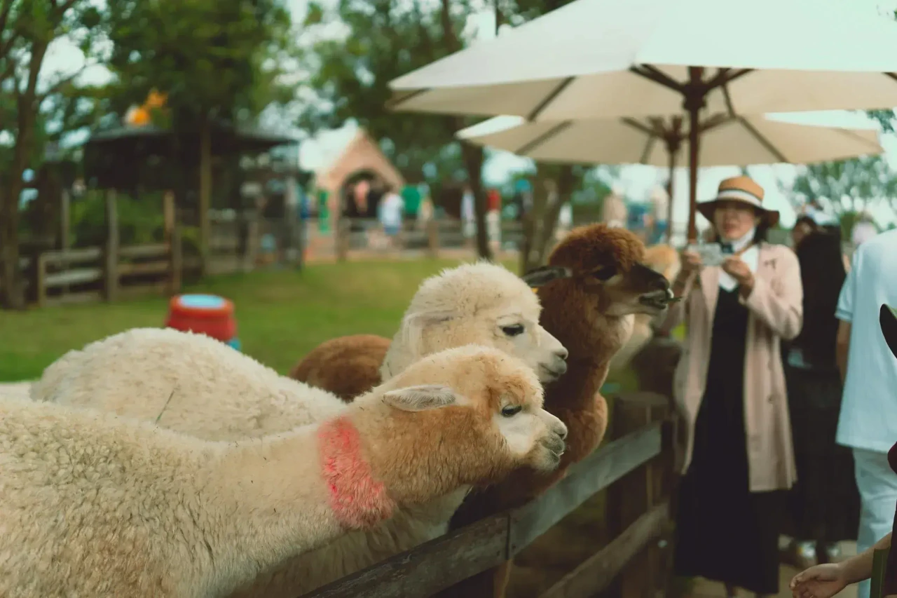 Những chú Alpaca thân thiện tại nông trại