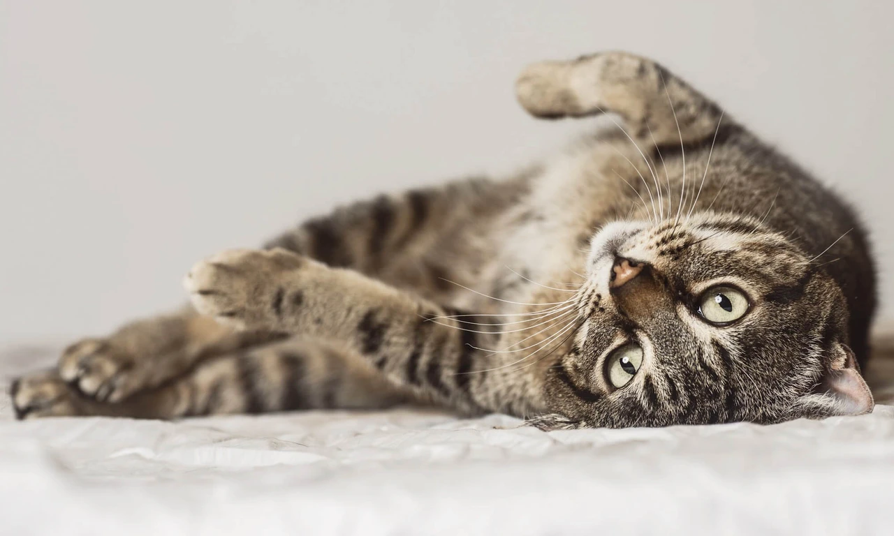 Mèo là loài động vật tò mò rất thích khám phá