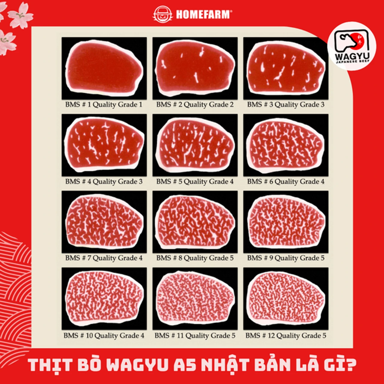 Bảng so sánh và phân loại các loại Wagyu Nhật Bản