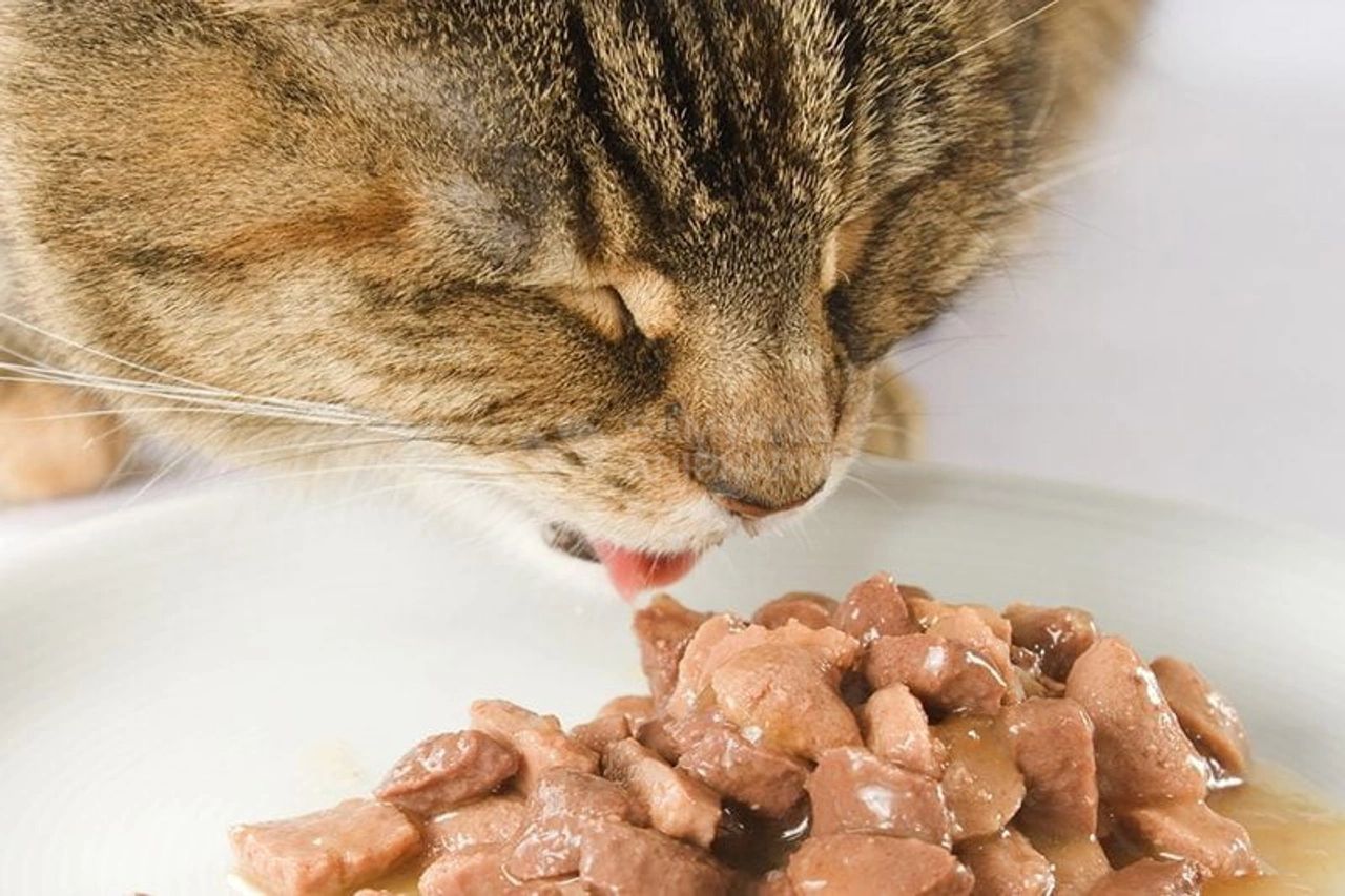 Hướng dẫn chọn thức ăn cho mèo theo tuổi và ngân sách