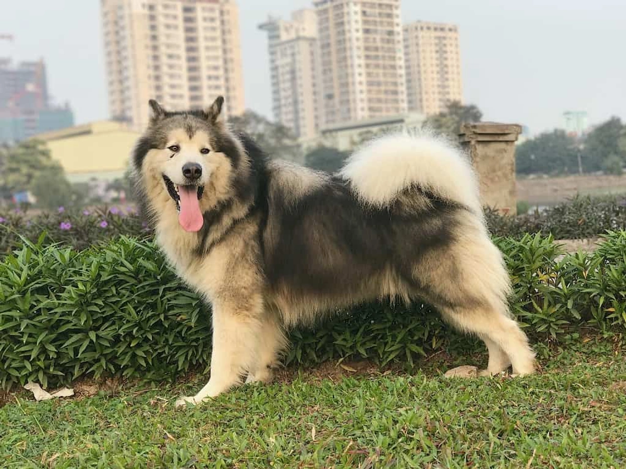 Chó Alaska Malamute hoạt động, cần dinh dưỡng cao